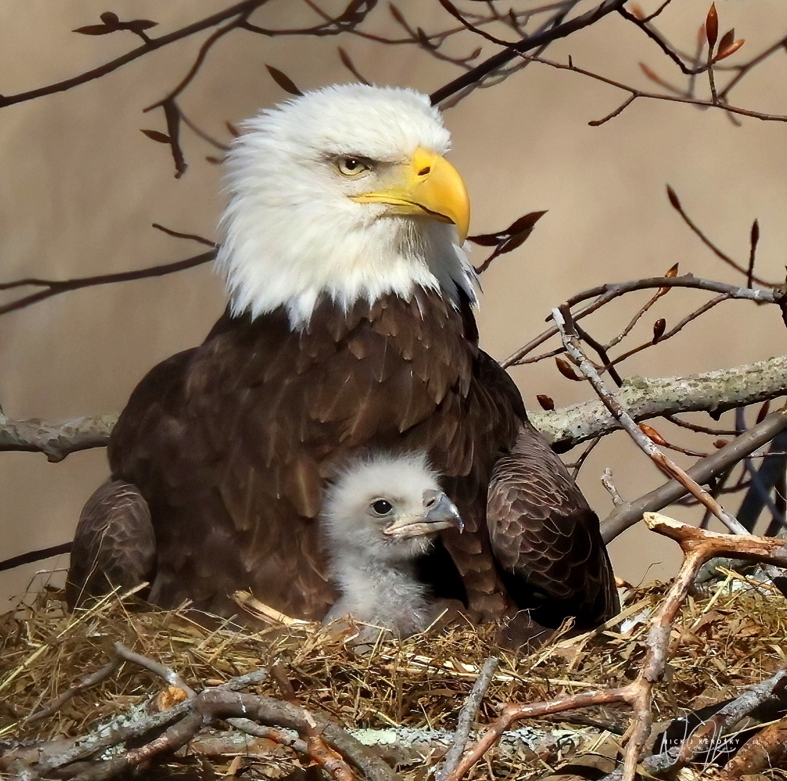 Eagle with Eaglet in NE Ohio Nest
