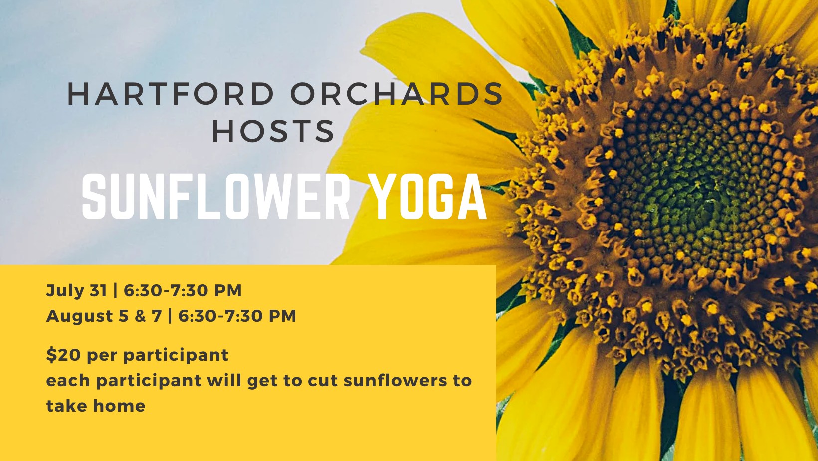 sunflower-yoga-truly-trumbull