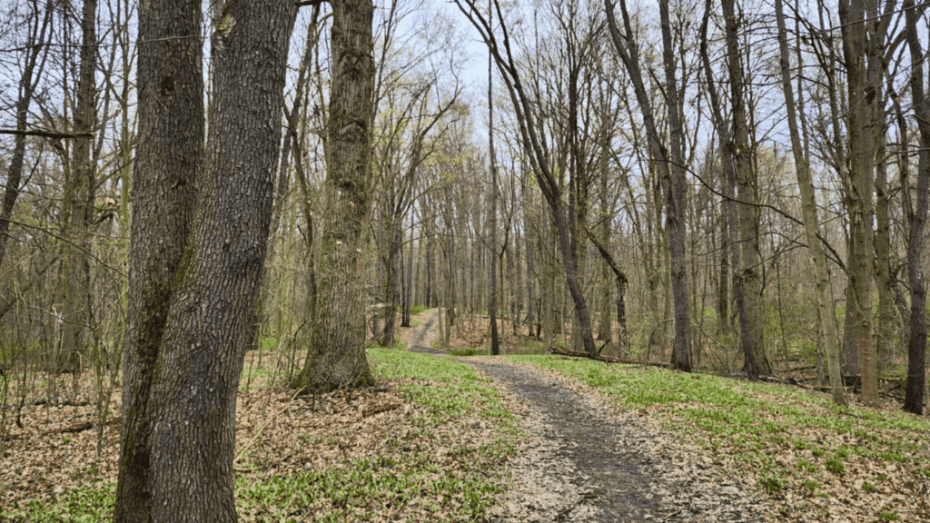 Wooded hiking trail at Turkey Run in Trumbull County, Ohio, with a winding dirt path through tall trees.