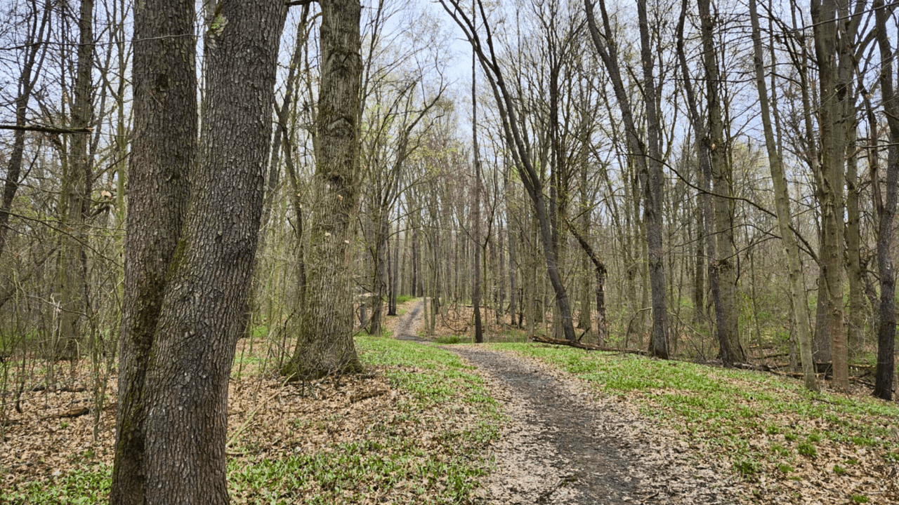 Wooded hiking trail at Turkey Run in Trumbull County, Ohio, with a winding dirt path through tall trees.