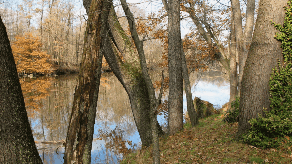Peaceful wooded view along the Grand River Wildlife Observation Trail in Trumbull County, Ohio, reflecting trees in calm water.