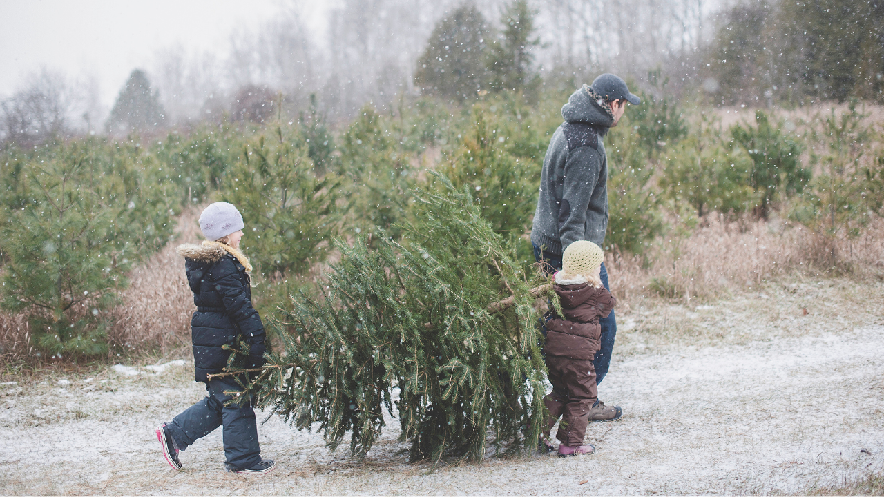 Family carries a freshly cut Christmas tree across a snowy field at a Trumbull County Christmas tree farm in Northeast Ohio - choose-and-cut holiday outing.