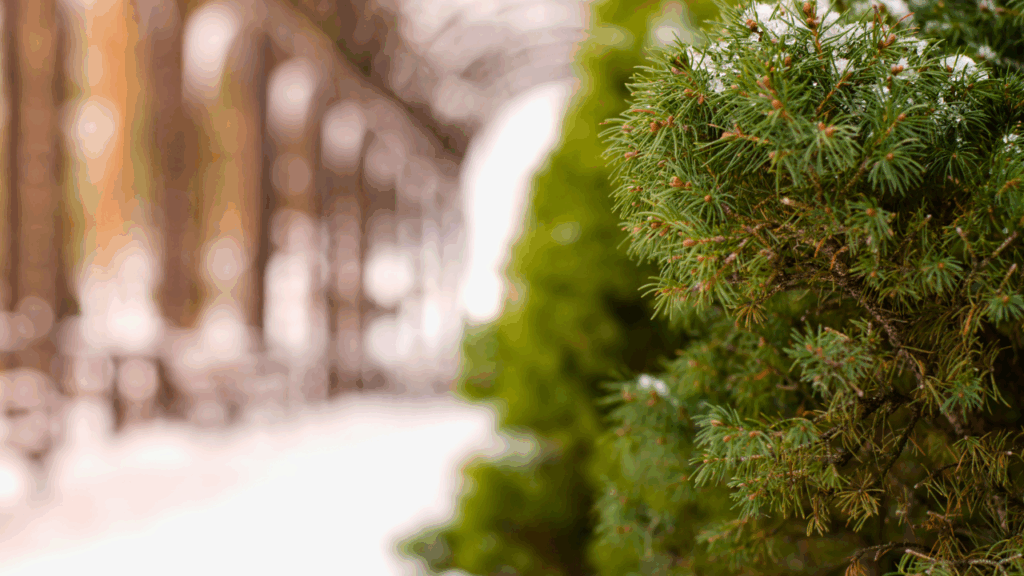 Close-up of snow-dusted evergreen needles at Pauley’s Tree Farm in Leavittsburg, Trumbull County, Ohio—rows of choose-and-cut Christmas trees along a winter path.