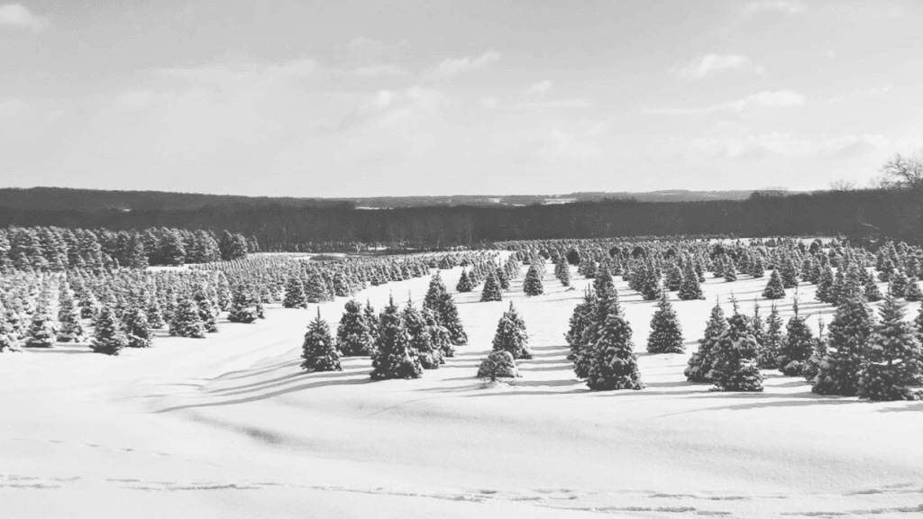 Snow-covered rows of evergreen Christmas trees across rolling fields at Storeyland Christmas Tree Farm in Burghill, Trumbull County, Northeast Ohio.