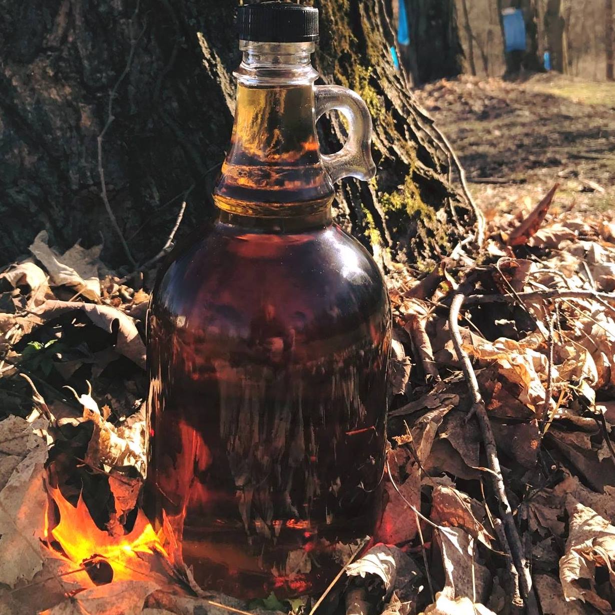 A simmering bottle of Sutton's Maple Syrup made in Kinsman Ohio, sitting in leftover fall leaves by a maple tree. 